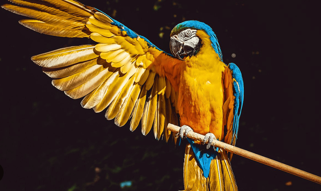 Bird Watching gallery 1