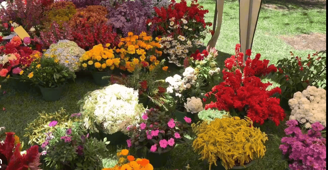 Flower Show gallery 2