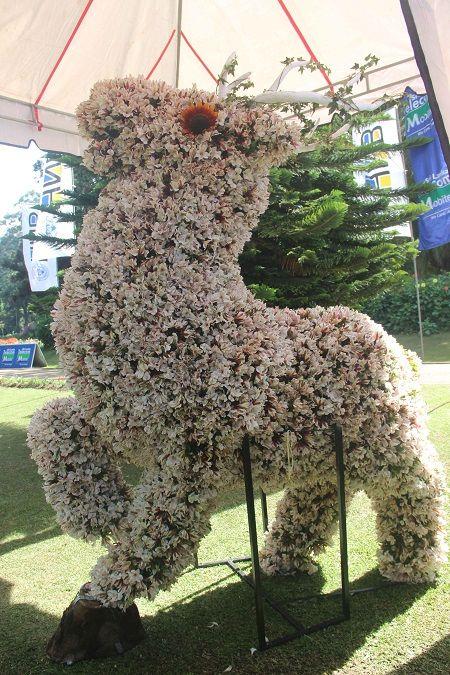 Flower Garden Competition gallery 2