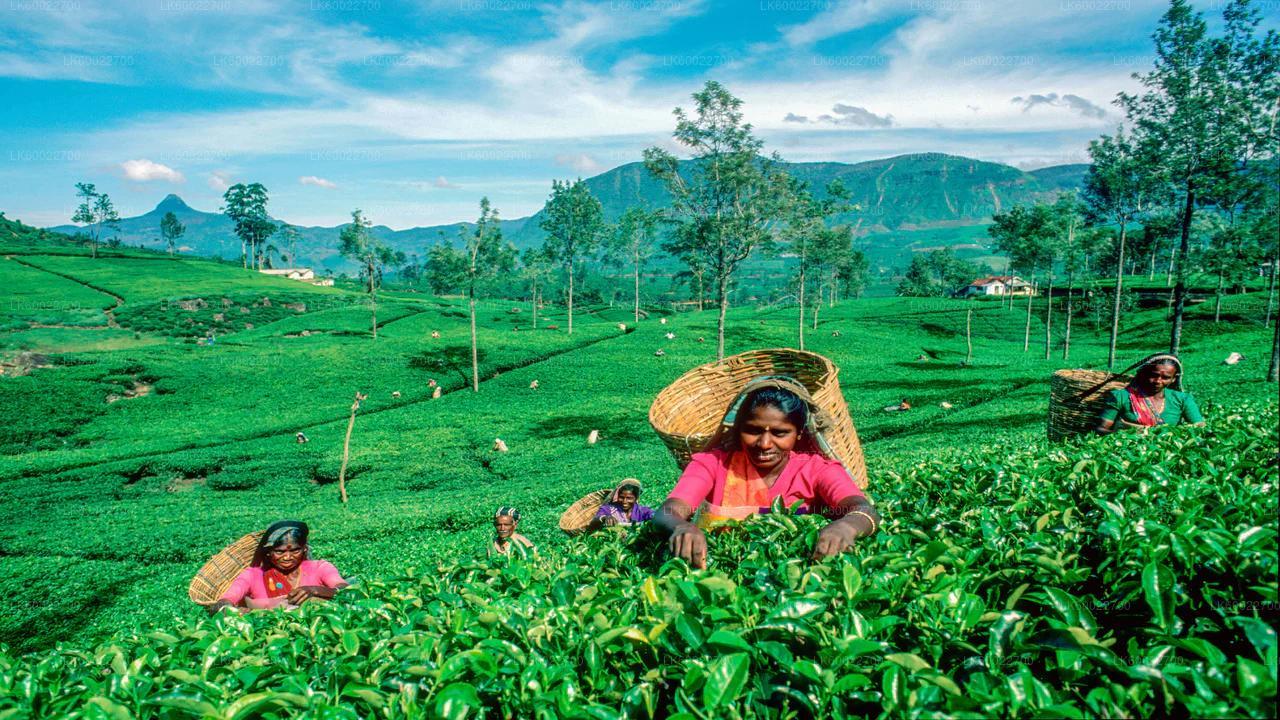 Tea Factory Tour & Tasting gallery 2
