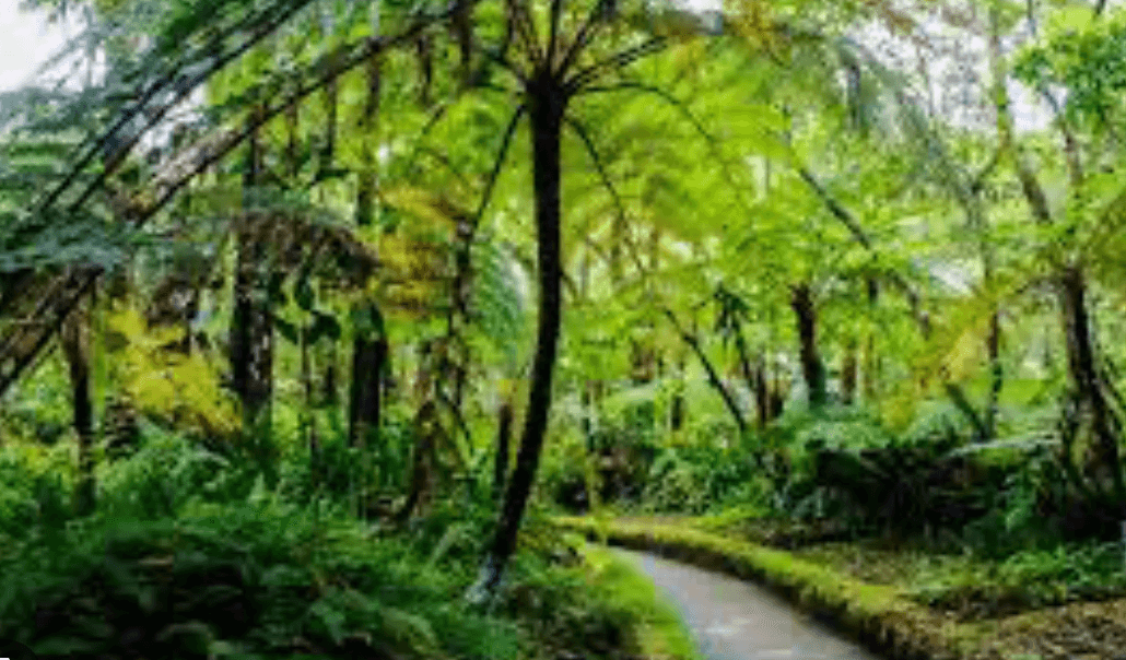 Hakgala Gardens gallery 2