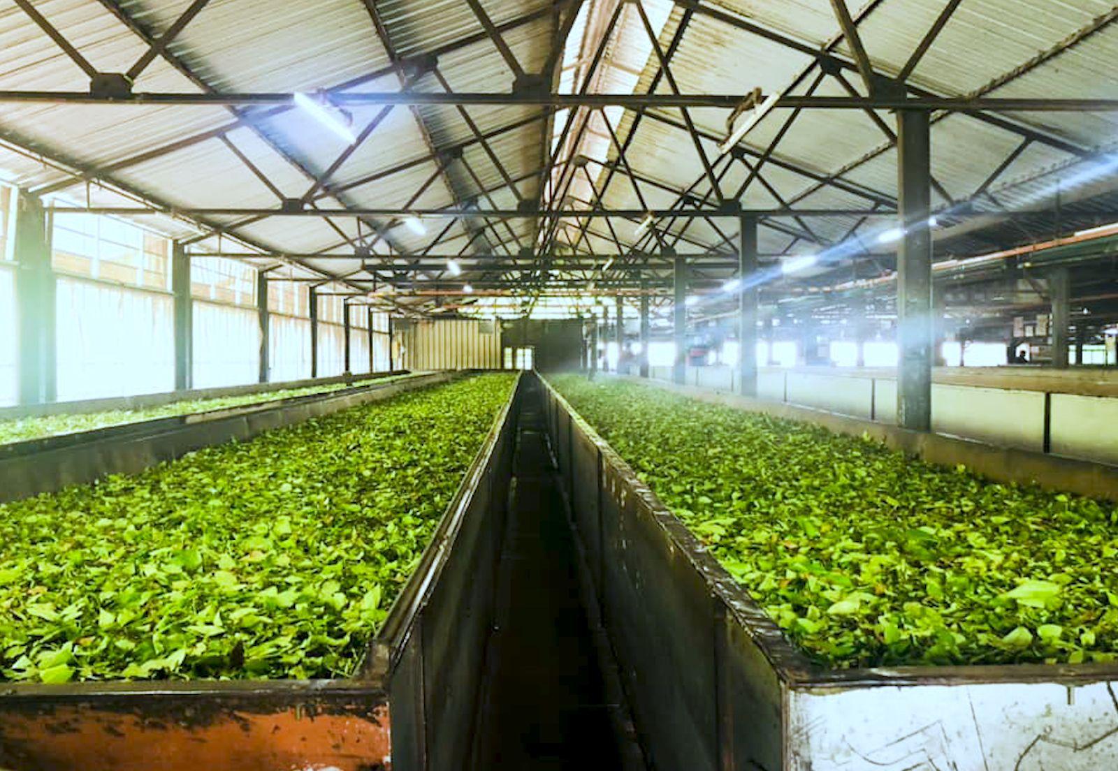 Tea Factory Tour & Tasting gallery 3