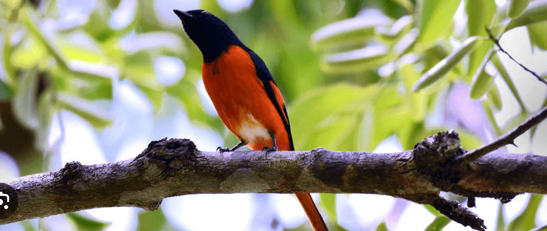 Bird Watching gallery 0