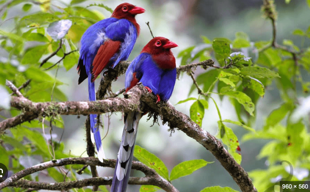 Bird Watching gallery 2