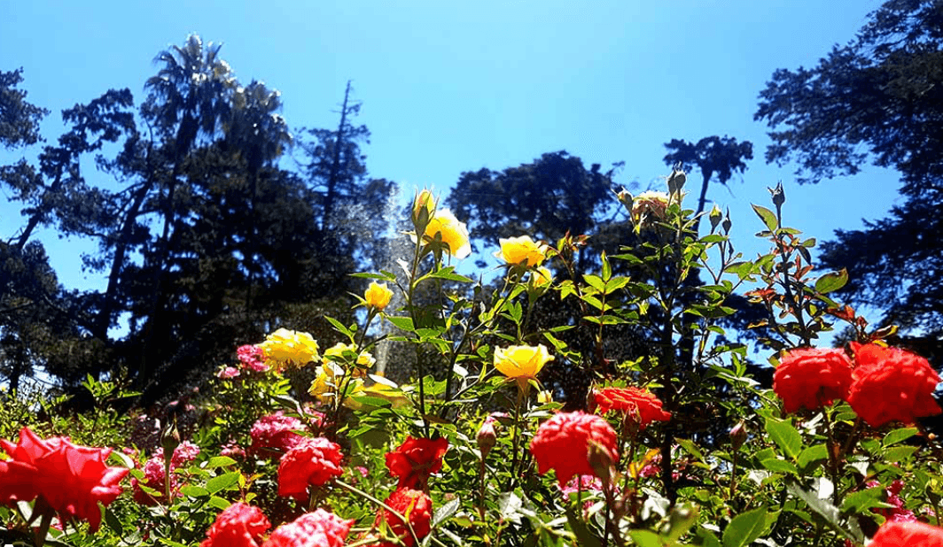Flower Show