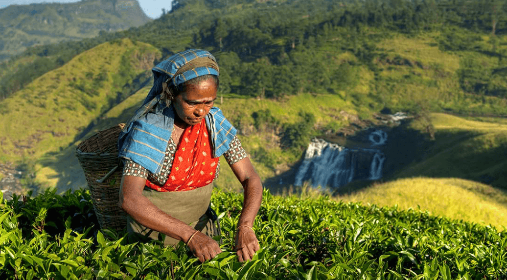 The Tea Festival gallery 2